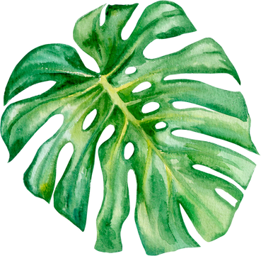 Monstera Leaf